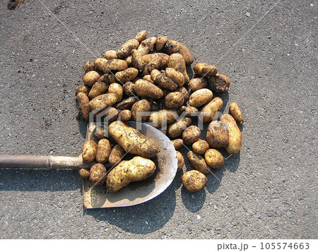 市民農園 家庭菜園 ジャガイモ 市民農園 家庭菜園 ジャガイモ 105574663