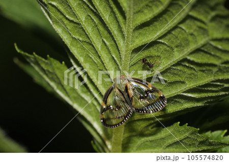 スケバハゴロモ 105574820