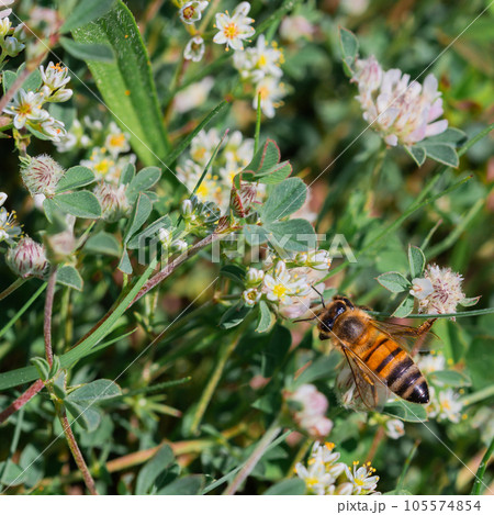 Honey bee collecting nectar in a meadow with white clover. Honey bee collecting nectar in a meadow with white clover. 105574854