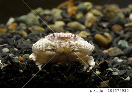 オウギガニ ウモレオウギガニ カニ 甲殻類 毒ガニ 岩の下に隠れるカニ オウギガニ ウモレオウギガニ カニ 甲殻類 毒ガニ 岩の下に隠れるカニ 105574939