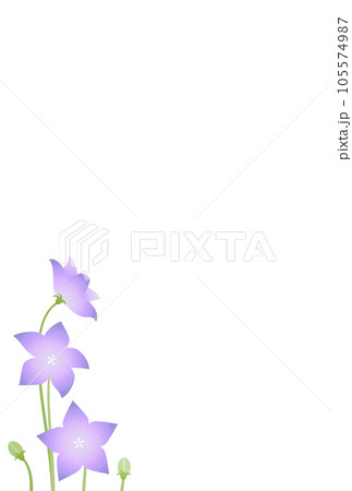 喪中はがき 桔梗の花 喪中はがき 桔梗の花 105574987