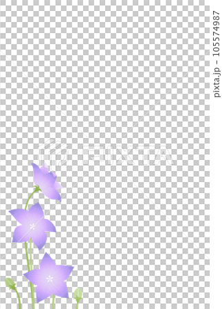 喪中はがき 桔梗の花 喪中はがき 桔梗の花 105574987