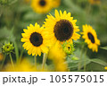 《花》向日葵　ひまわり　夏　季節 105575015