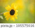 《花》向日葵　ひまわり　夏　季節 105575016
