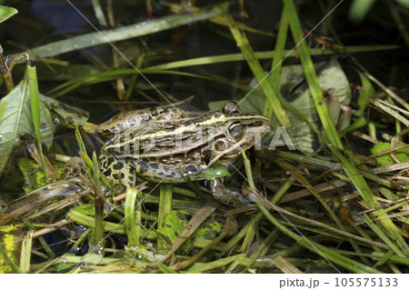 トノサマガエル トノサマガエル 105575133