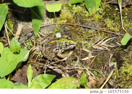 トノサマガエル トノサマガエル 105575150