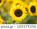 《花》向日葵　ひまわり　夏　季節 105575356