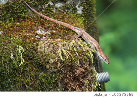 ニホンカナヘビ 105575369