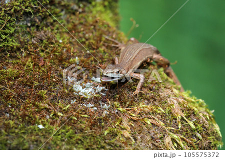 ニホンカナヘビ 105575372