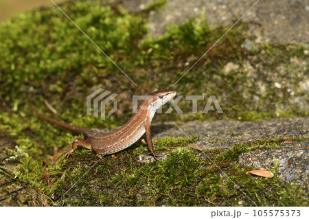 ニホンカナヘビ 105575373