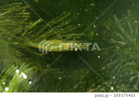 ヌマエビの仲間 105575403