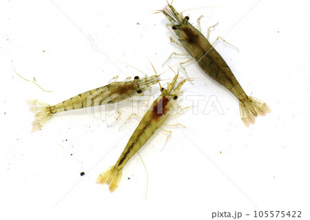 ヌマエビの仲間 105575422