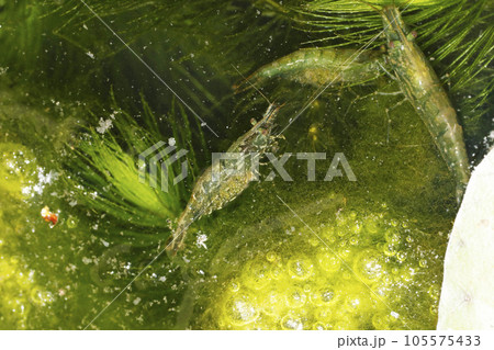 ヌマエビの仲間 105575433