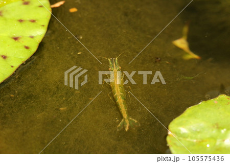 ヌマエビの仲間 105575436