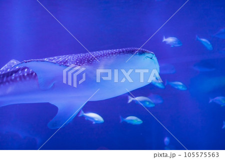 震災前 のとじま水族館、元気なジンベイザメ 105575563