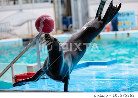 のとじま水族館、アシカショー曲芸 105575565
