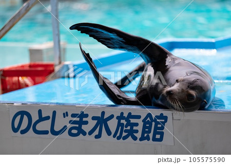 のとじま水族館、アシカショーバイバイ のとじま水族館、アシカショーバイバイ 105575590