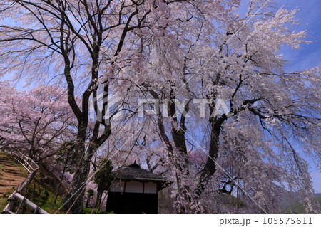 長野県伊那市高遠町勝間　薬師の桜と呼ばれる勝間薬師堂の満開のシダレザクラ 105575611