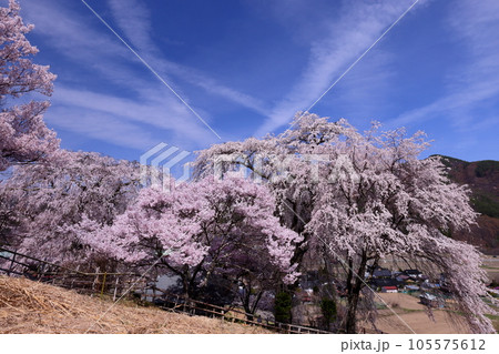 長野県伊那市高遠町勝間　薬師の桜と呼ばれる勝間薬師堂の満開のシダレザクラ 105575612