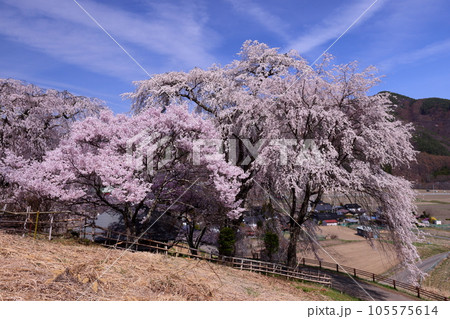 長野県伊那市高遠町勝間　薬師の桜と呼ばれる勝間薬師堂の満開のシダレザクラ 105575614