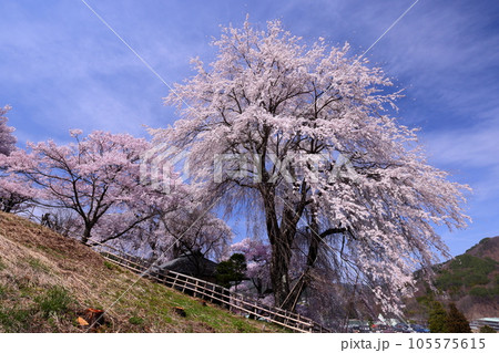 長野県伊那市高遠町勝間　薬師の桜と呼ばれる勝間薬師堂の満開のシダレザクラ 105575615