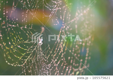 blurred cobweb dew drop and rain on web and colorful garden blurred cobweb dew drop and rain on web and colorful garden 105575621