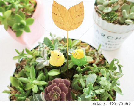 多肉植物　寄せ植えとガーデンピック 105575667