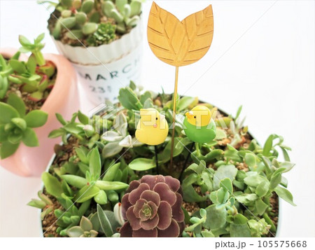 多肉植物　寄せ植えとガーデンピック 105575668