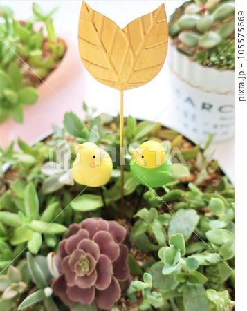 多肉植物　寄せ植えとガーデンピック 105575669