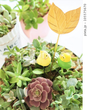 多肉植物　寄せ植えとガーデンピック 105575670