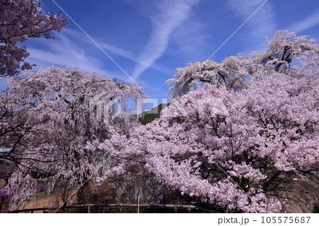 長野県伊那市高遠町勝間　薬師の桜と呼ばれる勝間薬師堂の満開のシダレザクラやタカトオコヒガンザクラ 105575687