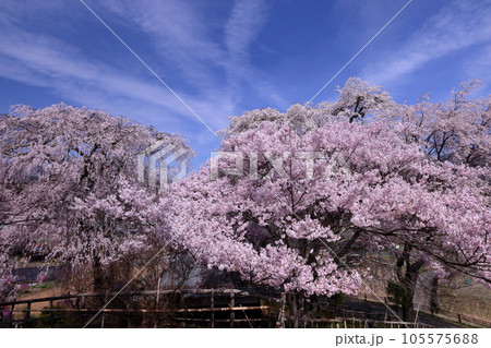 長野県伊那市高遠町勝間 薬師の桜と呼ばれる勝間薬師堂の満開のシダレザクラやタカトオコヒガンザクラ 長野県伊那市高遠町勝間 薬師の桜と呼ばれる勝間薬師堂の満開のシダレザクラやタカトオコヒガンザクラ 105575688