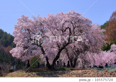 長野県伊那市高遠町勝間 薬師の桜と呼ばれるシダレザクラがある勝間薬師堂付近の大きな桜の木 長野県伊那市高遠町勝間 薬師の桜と呼ばれるシダレザクラがある勝間薬師堂付近の大きな桜の木 105575720