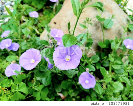 ヒルガオによく似た花コンボルブルス・サバティウス ヒルガオによく似た花コンボルブルス・サバティウス 105575981