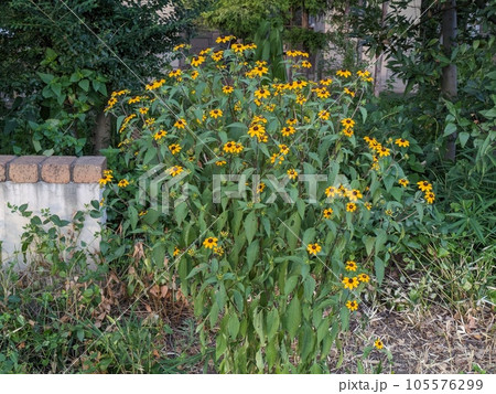 夏の庭に咲くルドベキア・タカオの黄色い花 夏の庭に咲くルドベキア・タカオの黄色い花 105576299