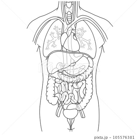 人体の主な内臓の配置がわかるイラスト 105576381