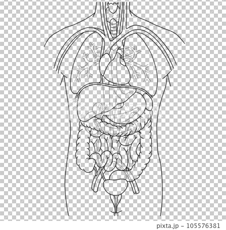 人体の主な内臓の配置がわかるイラスト 105576381
