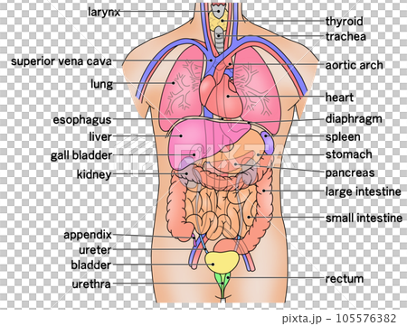 Illustration showing the placement of the main internal organs of the human body Illustration showing the placement of the main internal organs of the human body 105576382