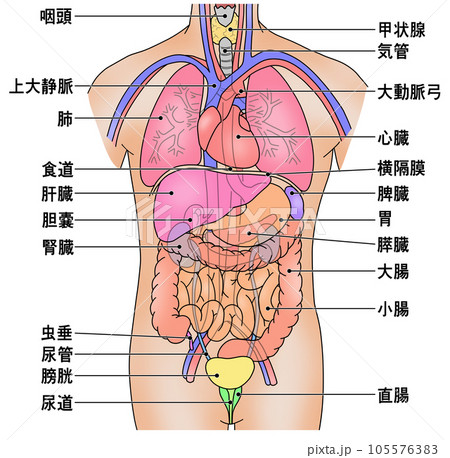 人体の主な内臓の配置がわかるイラスト 105576383