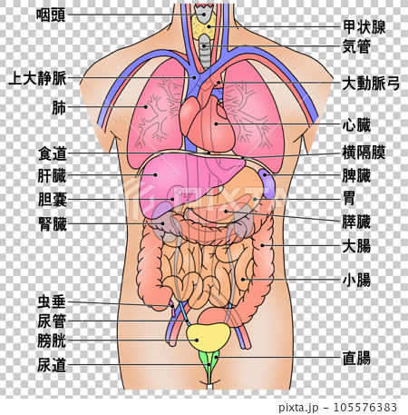 顯示人體主要內臟器官位置的插圖 105576383