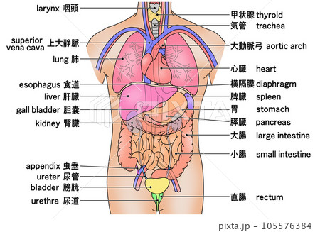 人体の主な内臓の配置がわかるイラスト 105576384