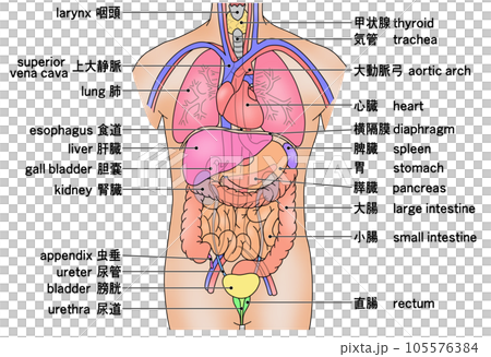顯示人體主要內臟器官位置的插圖 顯示人體主要內臟器官位置的插圖 105576384