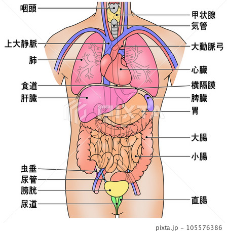 人体の主な内臓の配置がわかるイラスト 105576386