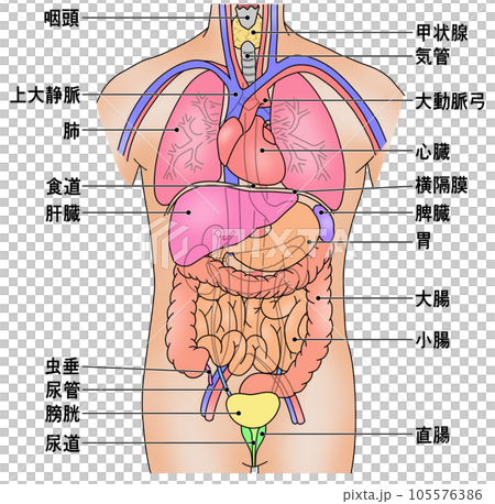 Illustration showing the placement of the main internal organs of the human body 105576386