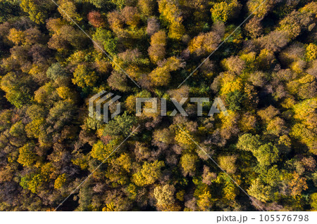 Aerial view of forest canopy in the autumn 105576798