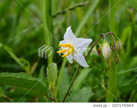 埼玉県川口市の初夏の荒川堤に咲くワルナスビの白い花 埼玉県川口市の初夏の荒川堤に咲くワルナスビの白い花 105576964