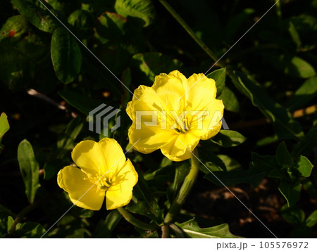 埼玉県川口市の春の荒川河川敷に咲くマツヨイグサの花 埼玉県川口市の春の荒川河川敷に咲くマツヨイグサの花 105576972