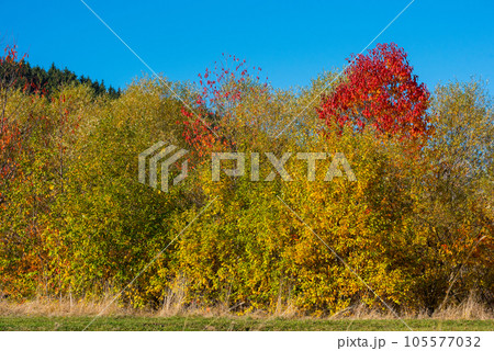 Autumn landscape in Romania 105577032