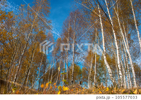 Birch trees in the autumn Birch trees in the autumn 105577033