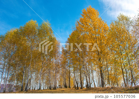 Birch trees in the autumn 105577036
